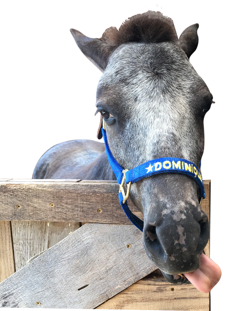 Dominique the Mini Therapy Horse