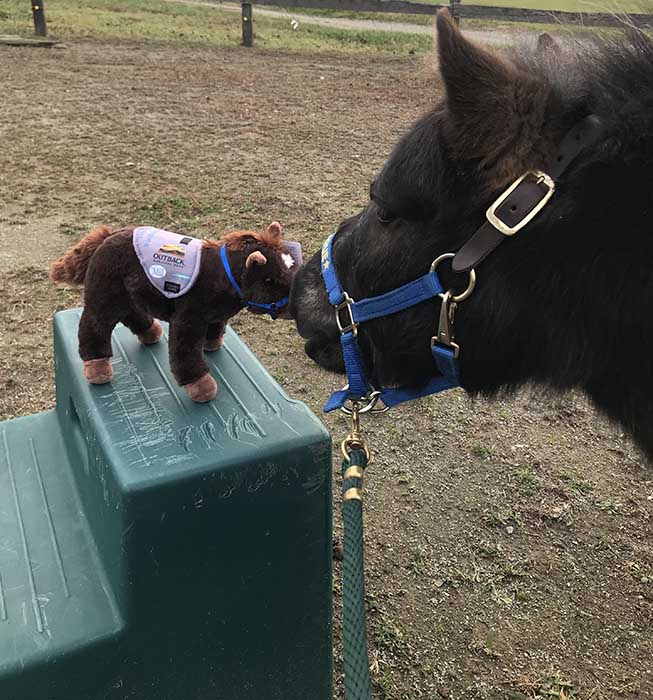 Dominique gives his approval to the plush mini horses