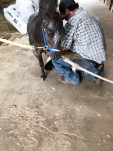 The Farrier Comes To Visit Dominique