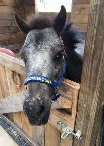 Dominique, the mini therapy horse