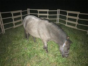 Dominique grazing in her corral