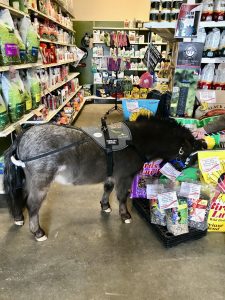 Dominique shopping for treats