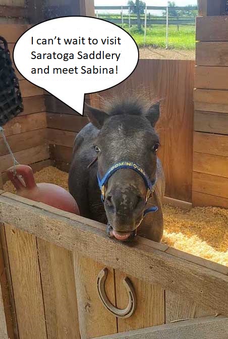 Dominique says, "I can't wait to visit Saratoga Saddlery and meet Sabina!"