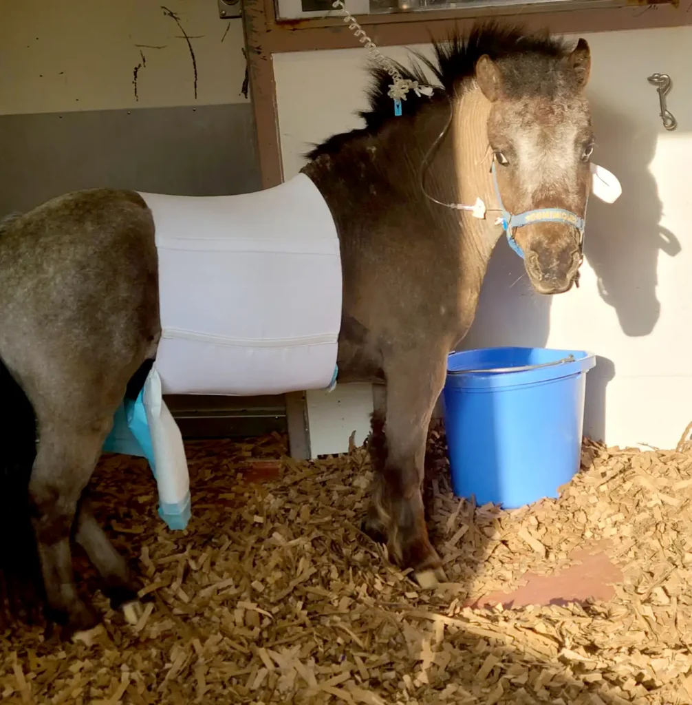 Dominique in his stall a few days after surgery.
