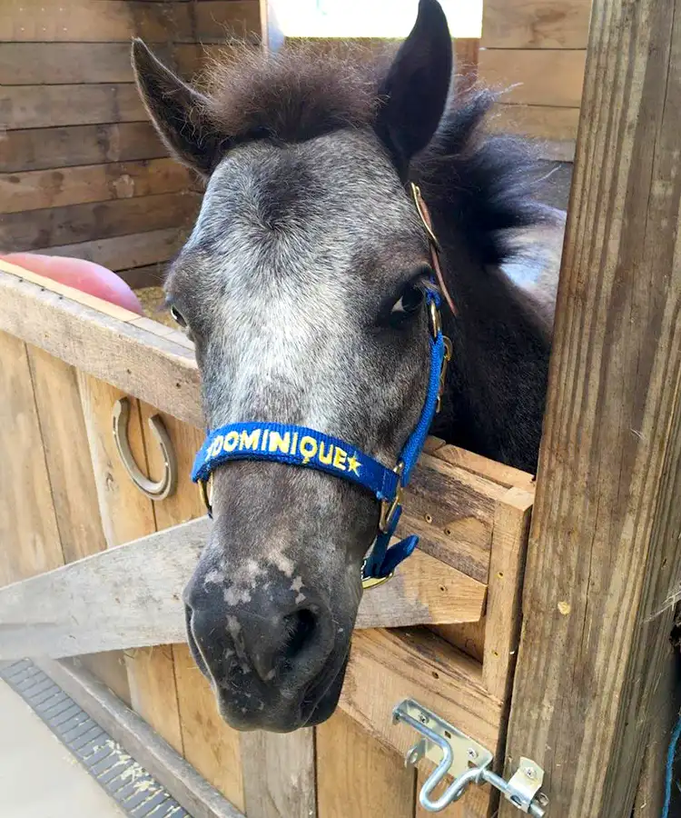 Meet Dominique the mini therapy horse
